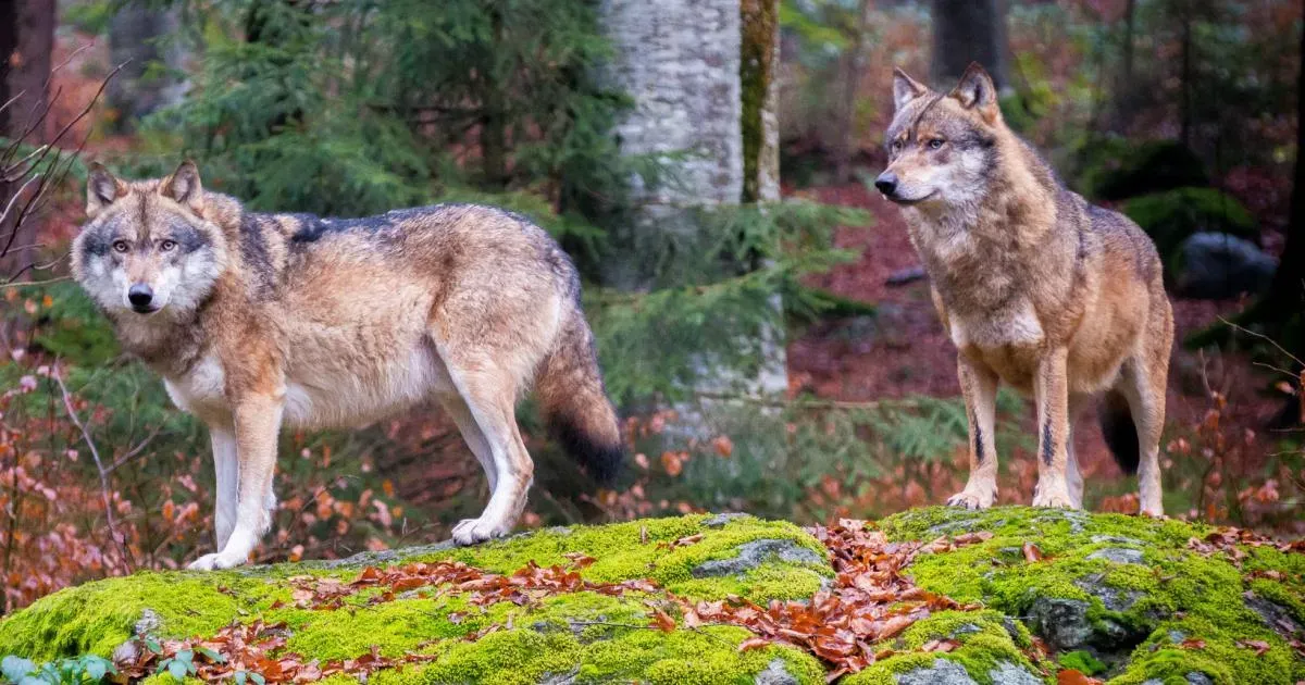 Jarní Šumava s dětmi náhled 5